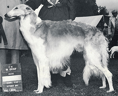 Top Conformation Borzoi 1982